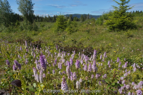 Orchids Fläckigt nyckelblomster Kallsedet Jämtland Sweden Sverige