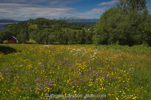 Konäs Jämtland Sweden Sverige