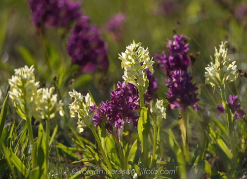 Adam och Eva  Dactylorhiza Flowers Blommor Sverige Sweden