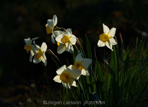 Påskliljor Daffodil Flowers Blommor Sverige Sweden