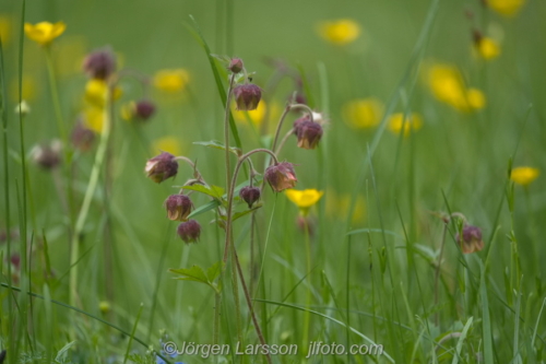 Humleblomster Water-AvensFlowers Blommor Sverige Sweden