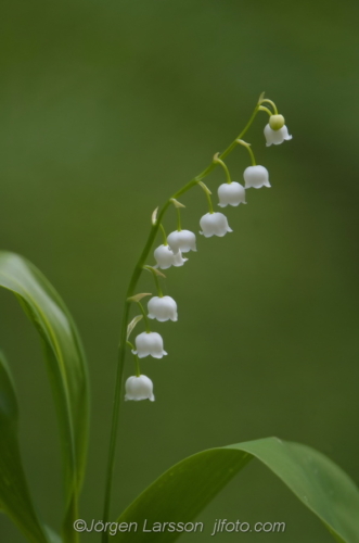 Liljekonvalj Lily of the Valley Stockholm Sweden