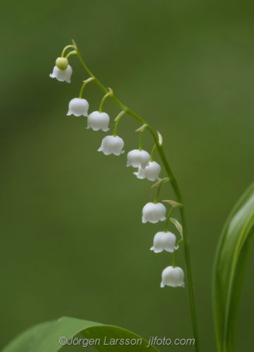 Liljekonvalj Lily of the Valley Stockholm Sweden