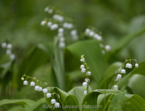 Liljekonvalj Lily of the Valley Stockholm Sweden