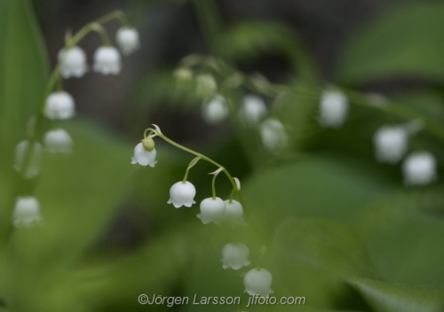 Liljekonvalj Lily of the Valley Stockholm Sweden