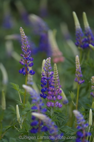 Flowers Lupiner, lupin Blommor Sverige Sweden