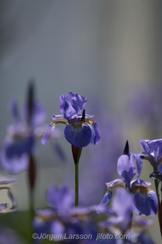 Flowers Iris Irsis, sword lily Blommor Sverige Sweden