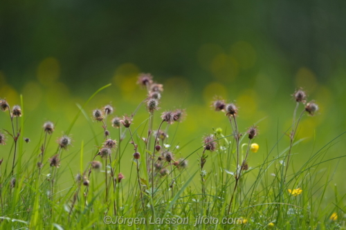 Humleblomster Water-AvensFlowers Blommor Sverige Sweden