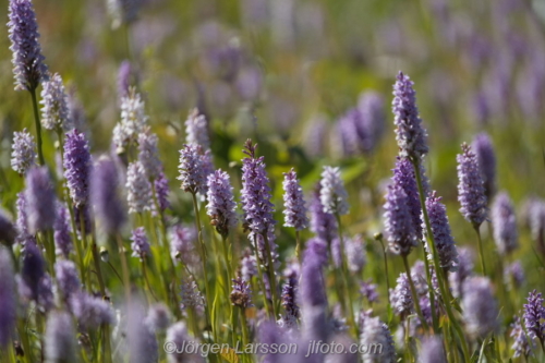 Orkidè orchids, Fläckigt nyckelblomster Flowers Blommor Sverige Sweden