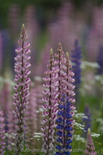 Flowers Lupiner, lupin Blommor Sverige Sweden