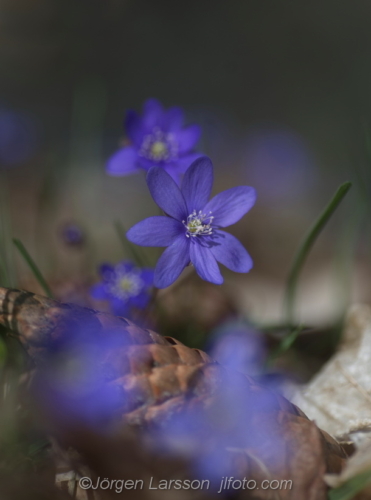 Flowers Blommor Blåsippor, Hepatica