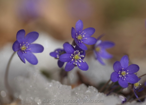 Flowers Blommor Blåsippor, Hepatica