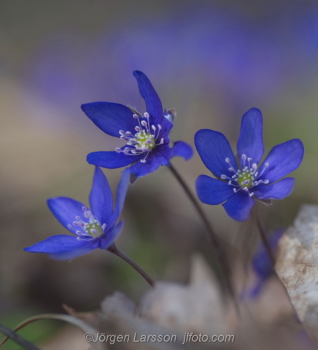 Flowers Blommor Blåsippor, Hepatica