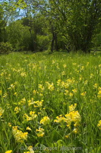 Gullvivor  Cowslip Flowers Blommor Grödinge Sverige Sweden