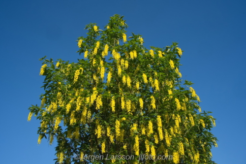 Guldregn Bean-tree lowers Blommor Sverige Sweden