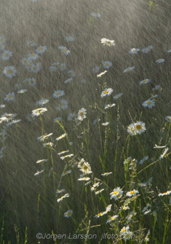 Flowers Blommor Sverige Prästkragar Marguerite Sweden