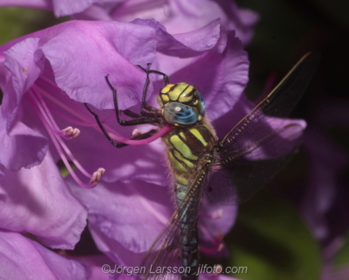 Mosaikslända Trollslända dragonfly  Sverige Sweden