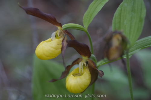 Guckusko Cypripedium calceolus  Jämtland Sverige Sweden