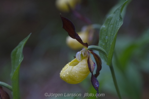 Guckusko Cypripedium calceolus  Jämtland Sverige Sweden