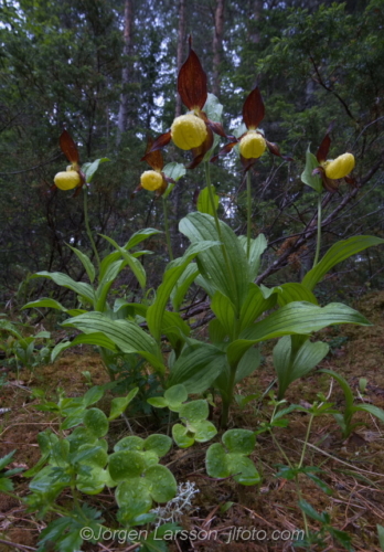 Guckusko Cypripedium calceolus  Jämtland Sverige Sweden