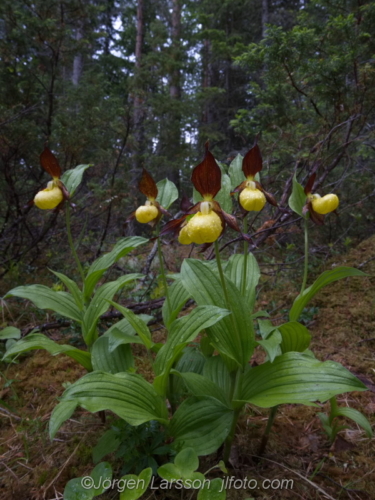 Guckusko Cypripedium calceolus  Jämtland Sverige Sweden