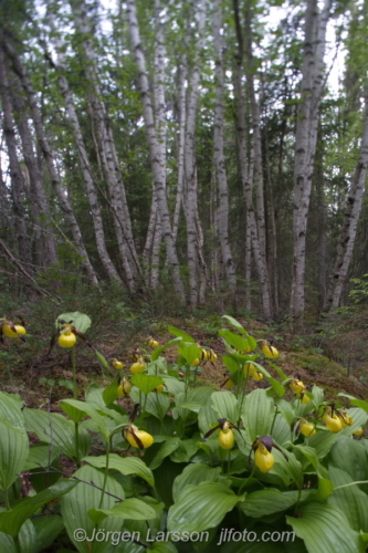 Guckusko Cypripedium calceolus  Jämtland Sverige Sweden