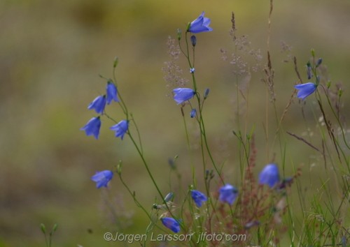 Flowers Blommor Blåklockor, campanula Sverige Sweden