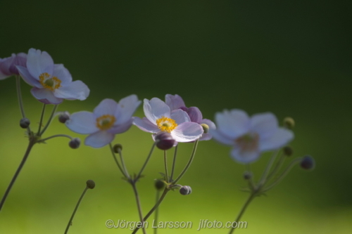 Höstanemon Japanese wind flowerFlowers Blommor Sverige Sweden