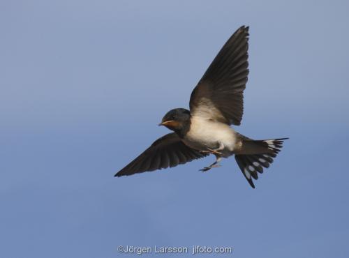 Barn Swallow   Smaland Sweden