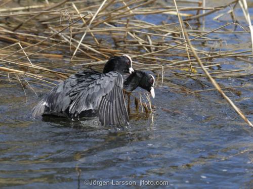 Coots  mating  Vastervik Sweden