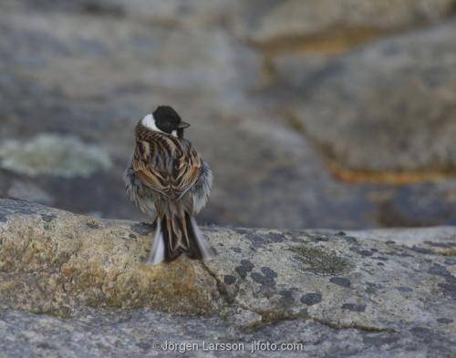 Common reed bunting  Emberiza schoeniclus Smaland Sweden