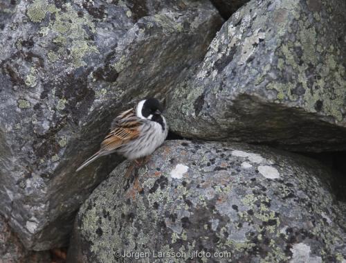 Common reed bunting  Emberiza schoeniclus Smaland Sweden