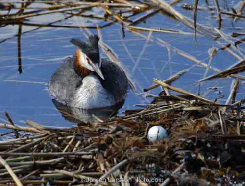 Great Crested Grebe   Podiceps cristatus  Vastervik Smaland Sweden