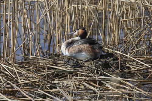 Great Crested Grebe   Podiceps cristatus  Vastervik Smaland Sweden