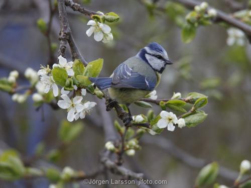 Blue tit Stockholm Sweden