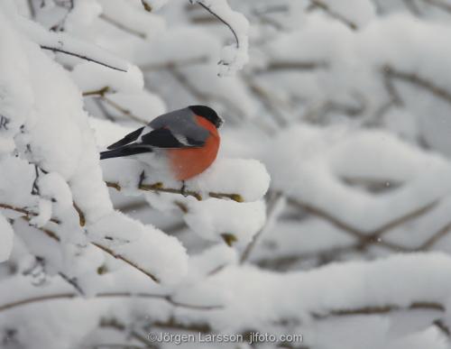 Bullfinch  Pyrrhula pyrrhula  Stockholm Sweden