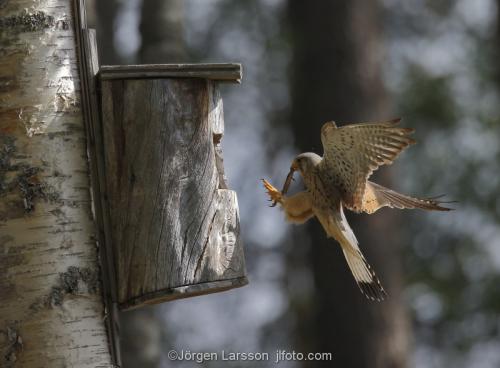 Kestrel   in flight Boden Vasterbotten Sweden