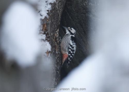 Woodpecker  Dendrocopoc leucotos  Skansen Stockholm Sweden