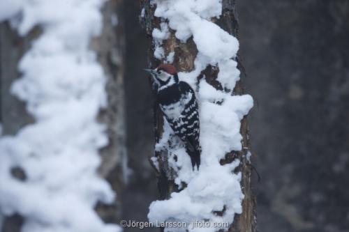 Woodpecker  Dendrocopoc leucotos  Skansen Stockholm Sweden