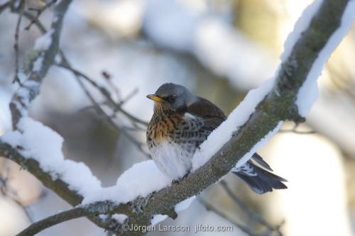 Screechbird   Turdus pilaris   Stockholm Sweden