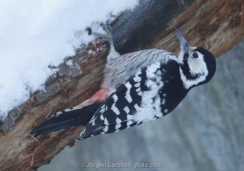 Woodpecker  Dendrocopoc leucotos  Skansen Stockholm Sweden