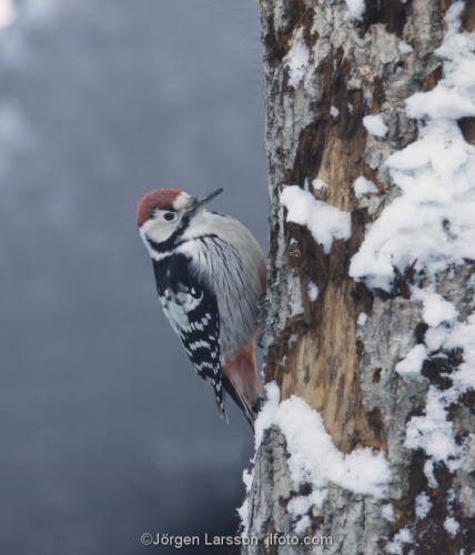 Woodpecker  Dendrocopoc leucotos  Skansen Stockholm Sweden