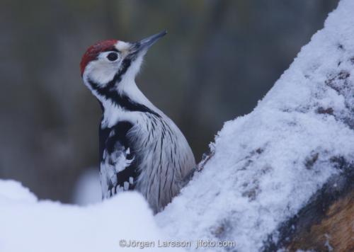 Woodpecker  Dendrocopoc leucotos  Skansen Stockholm Sweden