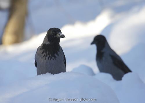 Crow   crows  Stockholm Sweden 