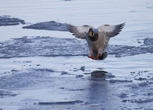 Mallard   Anas platyrhynchos  Stockholm Sweden