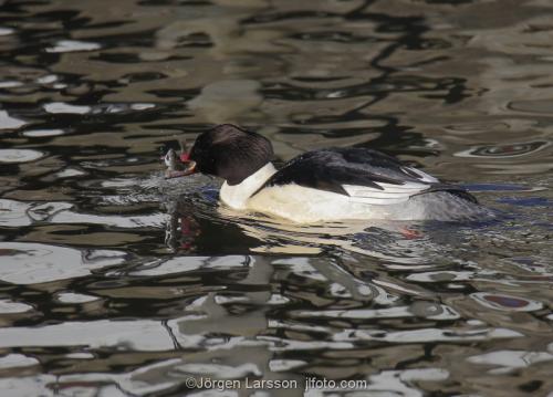 Goosander  Mergus merganser  Stockholm Sweden