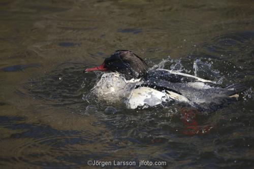 Goosander  Mergus merganser  Stockholm Sweden