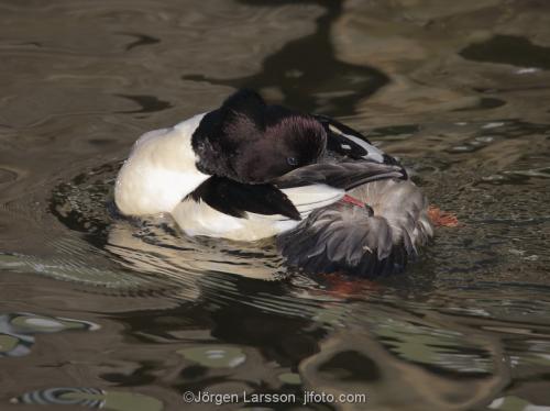 Goosander  Mergus merganser  Stockholm Sweden