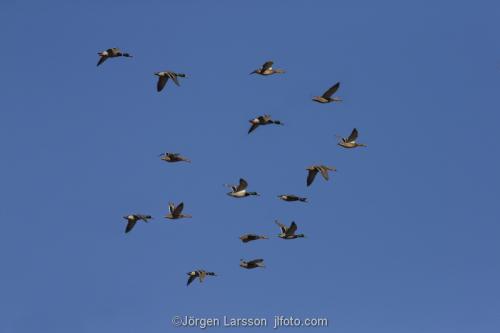 Mallards in flight over Stockholm Sweden