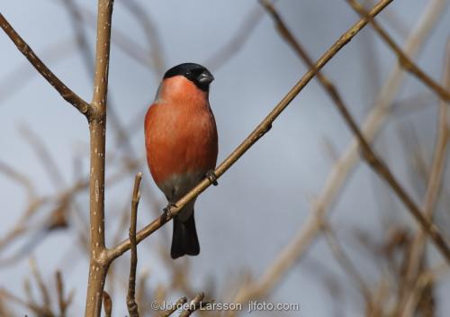 Bullfinch  Pyrrhula pyrrhula  Stockholm Sweden